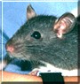 Rizzo the Hooded Rat