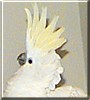 Angel the Triton Cockatoo