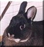 Keiko the Dwarf Crossbred Rabbit