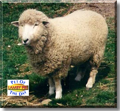 Lamby Pie, the Pet of the Day