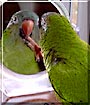 Ernie the Blue Crowned Conure