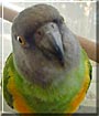 Arkie the Senegal Parrot