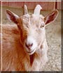 Weetie the Pygmy Goat