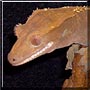 Rhaco the Crested Gecko