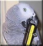 Chilo the Congo African Grey