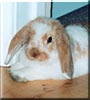 Rufus the Lop Rabbit