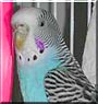 T Bird the Parakeet