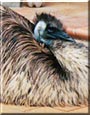 Lanka the Emu