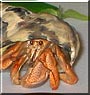 Tac the Hermit Crab