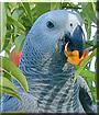 Finnigan the Congo African Grey