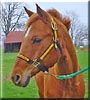 Robby the American Quarter Horse