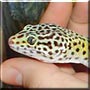 Garry the Leopard Gecko