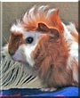 Nemo the Guinea Pig