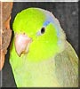 Buddy the Parrotlet