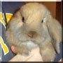 Benny the Mini lop Rabbit
