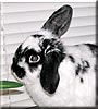 Prissy the Lop Rabbit