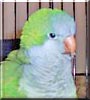 Aries the Quaker Parrot