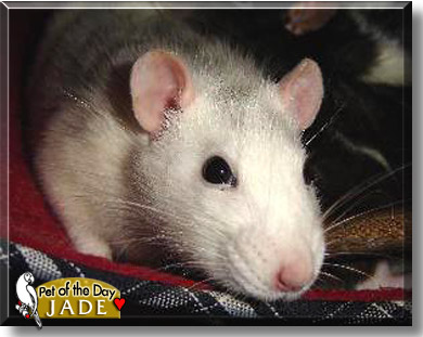 Jade, the Pet of the Day