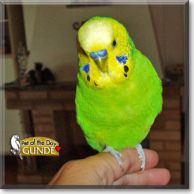 Gunde, the Pet of the Day
