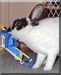 George W. Bunny the Mini Rex Rabbit