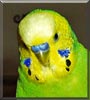 Gunde the Budgie