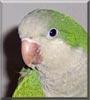 Green Bean the Quaker Parrot