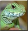 Jack the Chinese Water Dragon