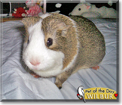 Wilbur, the Pet of the Day