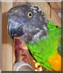 Feliece the Senegal Parrot