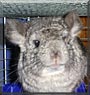 Furball the Chinchilla