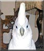 Max Ray the Ducorps Cockatoo