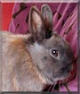 Jimbob the Netherland Dwarf Rabbit