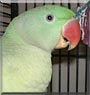 Jewl the Alexandrian Parakeet