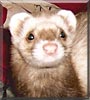 Scooter the Ferret