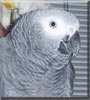 Sakir the African Grey Parrot
