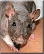 Spice the Hairless rat