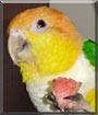 Wee Bit the White Bellied Caique