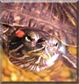 Mudd E. Turtle the Red Ear Slider