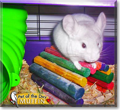 Muffin, the Pet of the Day