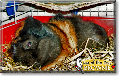 Brownie, the Pet of the Day