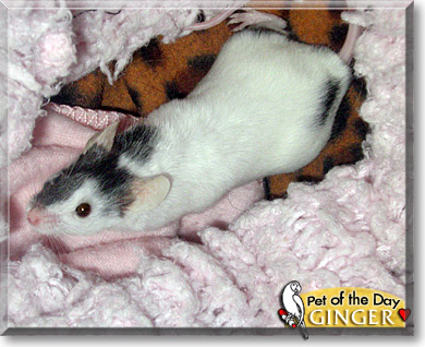 Ginger, the Pet of the Day