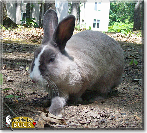 Buck, the Pet of the Day