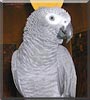 Aladar the African Grey Parrot