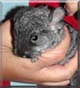 Chee Chee the Chinchilla