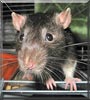 Chilee Bean the Black Hooded Rat
