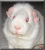 Norman the Albino Guinea Pig