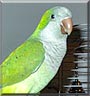 Kiwi the Quaker Parrot