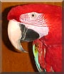 Reno the Greenwing Macaw