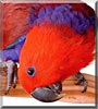 Ruby the Eclectus Parrot
