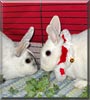 Minnie, Pearl the Rabbits